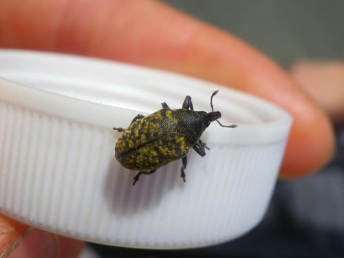 Larinus turbinatus